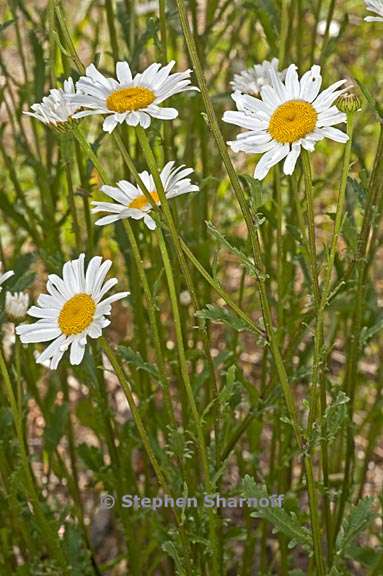 leucanthemum vulgare 2 graphic